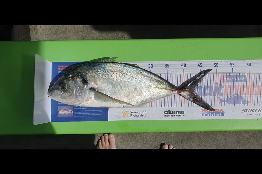 Simon Roberts caught this 42.5cm Trevally at Omaha during The Export NZ Fishing Competition
