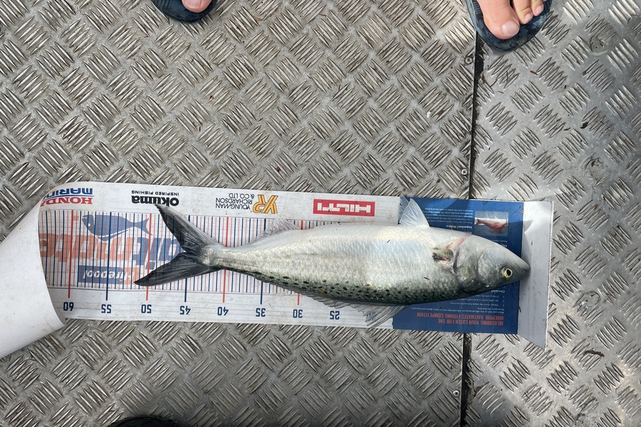 Ben Moran caught this 45.0cm Kahawai at Whangārei Harbour  during The Export NZ Fishing Competition