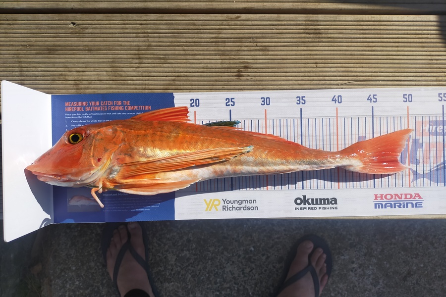 James Thomas caught this 48.5cm Gurnard at Colac Bay during The Export NZ Fishing Competition