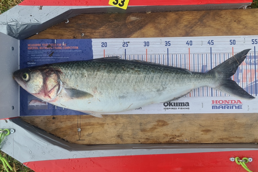 Matthew Phillips caught this 49cm Kahawai at Coromandle  during The Export NZ Fishing Competition