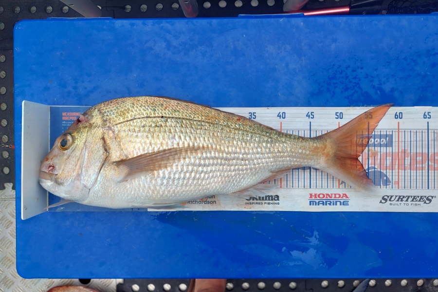 Barry  Howard caught this 53.0cm Snapper at Hauraki Gulf during The Export NZ Fishing Competition