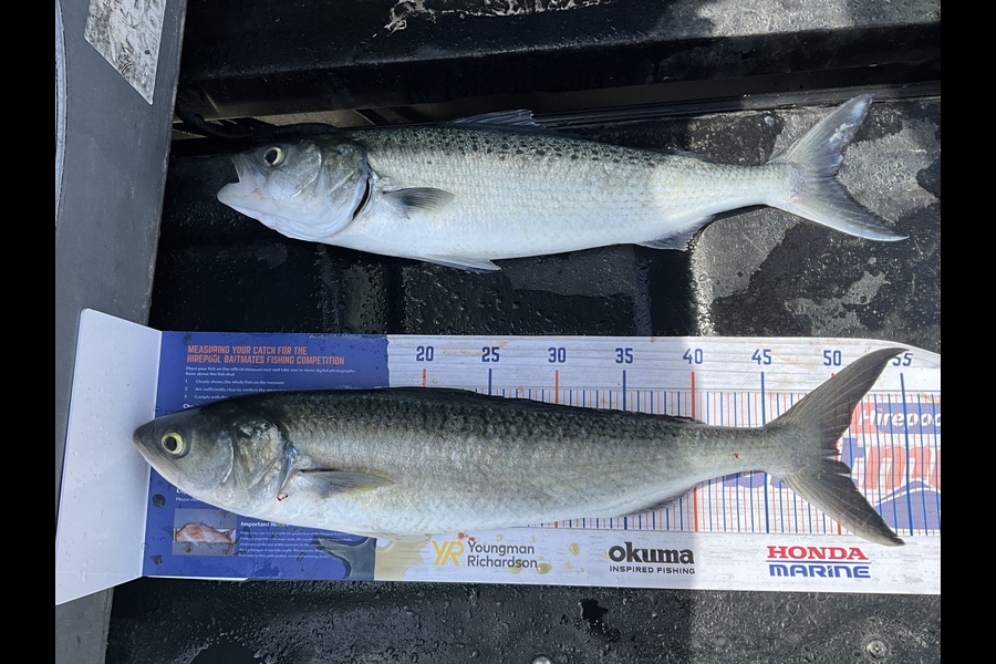 Stephen Heka caught this 50.0cm Kahawai at Far north East coast  during The Export NZ Fishing Competition