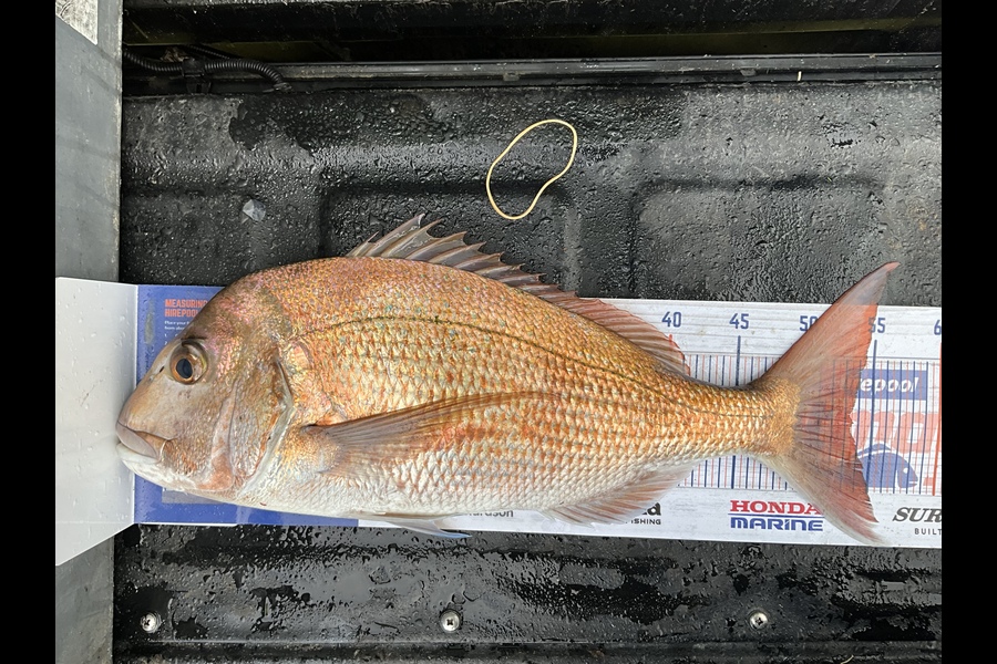 Stephen Heka caught this 53.0cm Snapper at Far north east coast during The Export NZ Fishing Competition