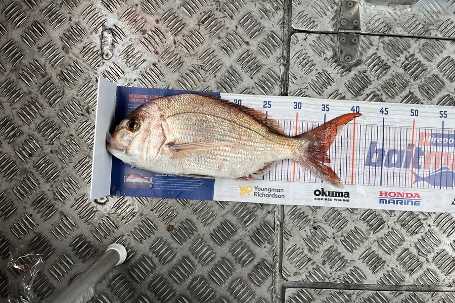 Chris Lane caught this 35.5cm Snapper at Raglan  during The Export NZ Fishing Competition