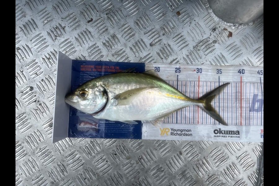 Chris Lane caught this 33.0cm Trevally at Raglan  during The Export NZ Fishing Competition