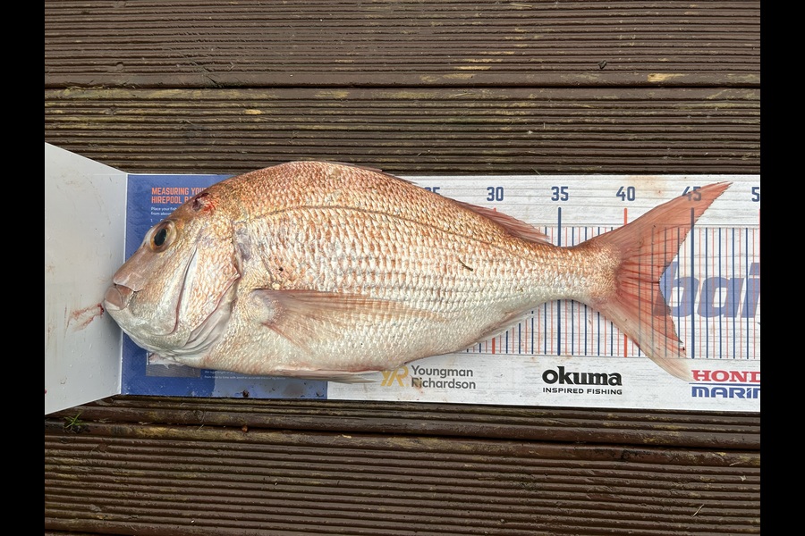 Simeon Hansen caught this 42.5cm Snapper at Whakatane  during The Export NZ Fishing Competition