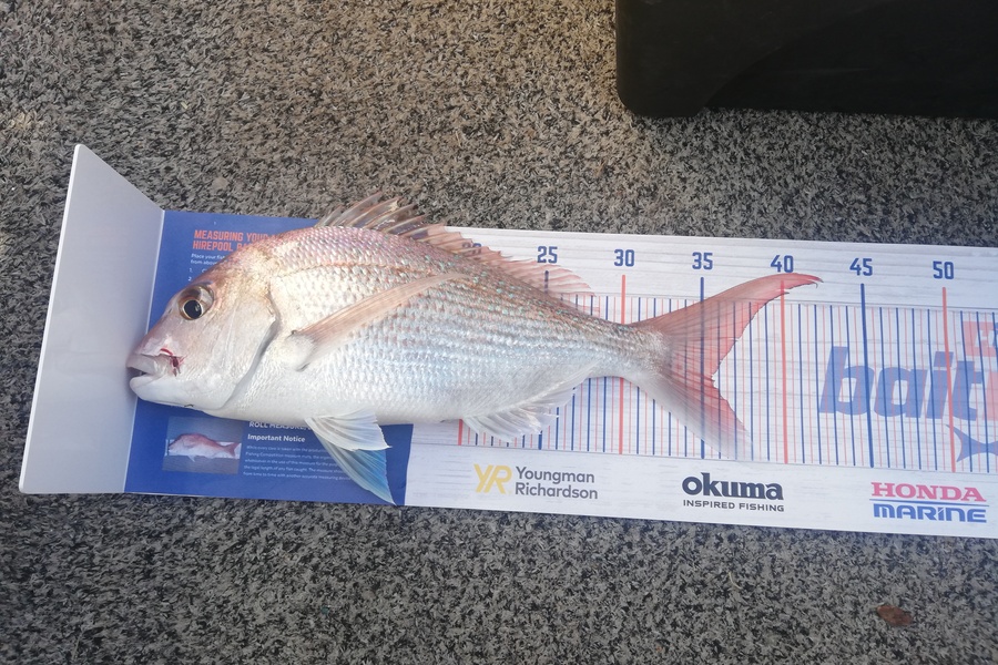 Rob Stroud caught this 35.5cm Snapper at Bay of plenty  during The Export NZ Fishing Competition