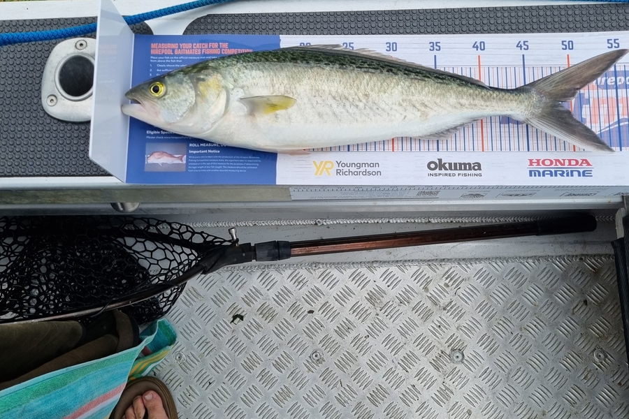 Sean Batt caught this 48.5cm Kahawai at Huia manukau  during The Export NZ Fishing Competition