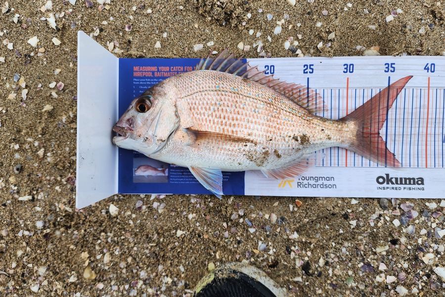 Michael Rangi caught this 34.0cm Snapper at Motuhoa Island during The Export NZ Fishing Competition