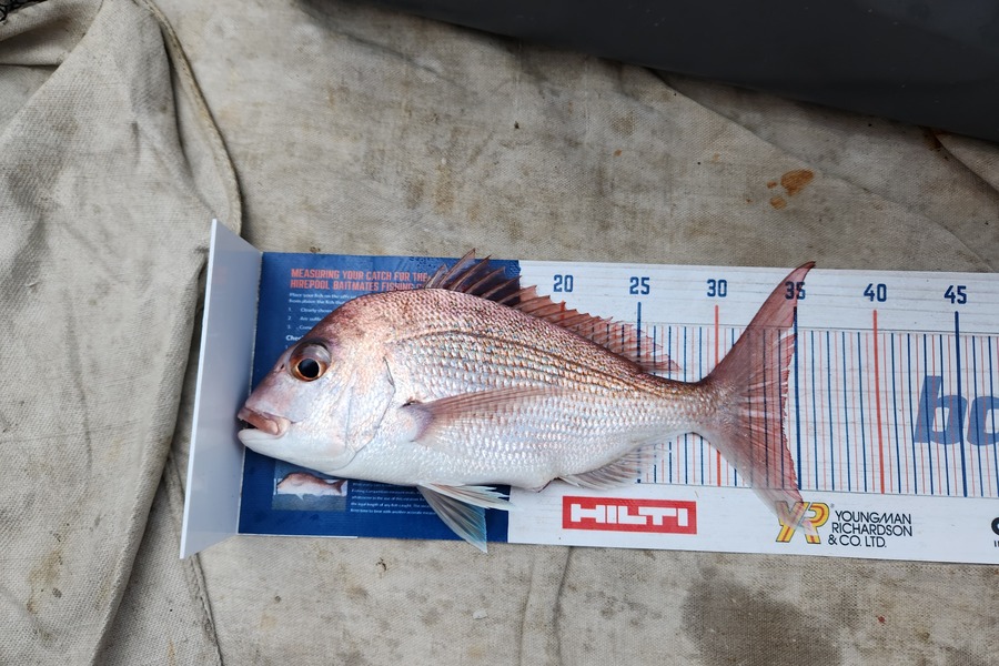 Mike Thompson caught this 34.0cm Snapper at Firth of Thames during The Export NZ Fishing Competition