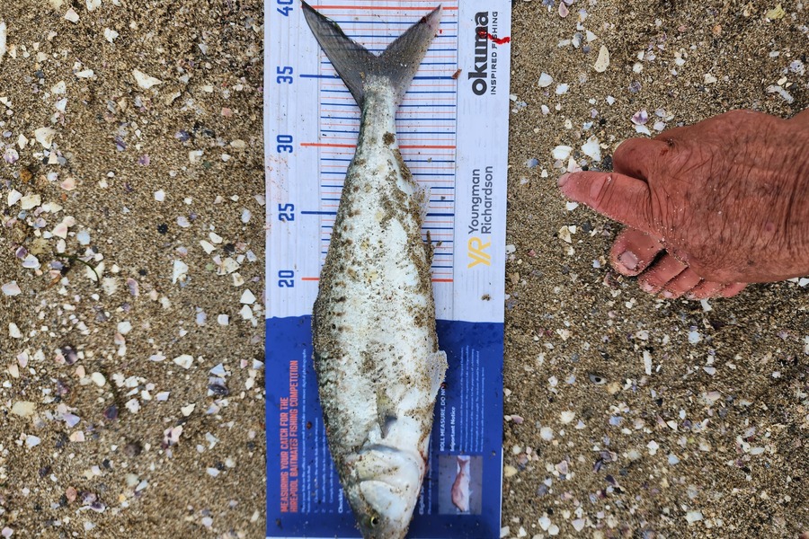 Michael Rangi caught this 36.5cm Kahawai at Motuhoa Island during The Export NZ Fishing Competition