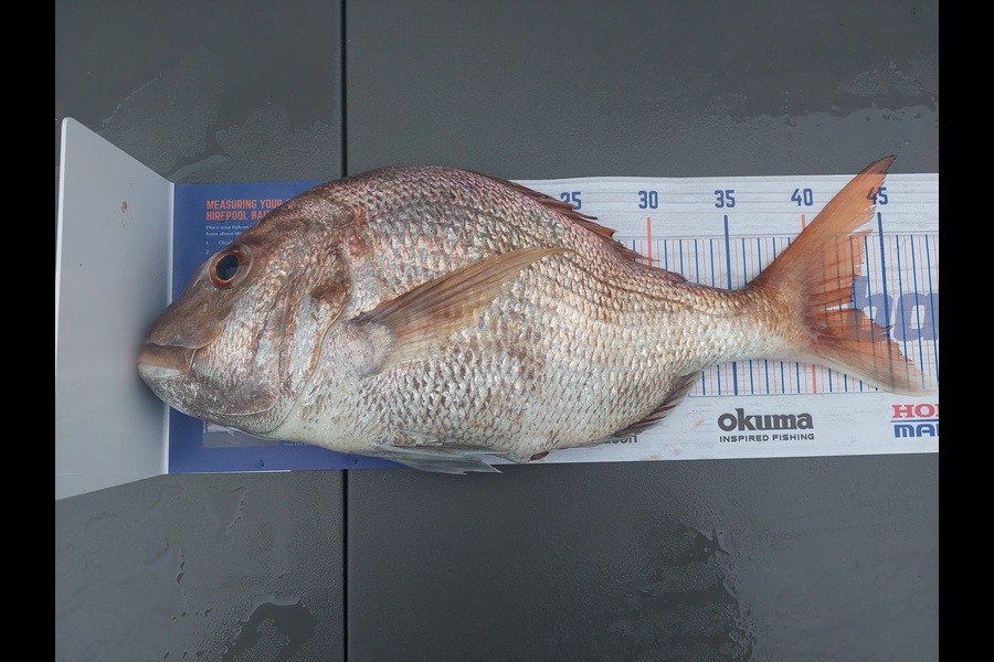 Greg Robinson caught this 42.5cm Snapper at Firth thames during The Export NZ Fishing Competition