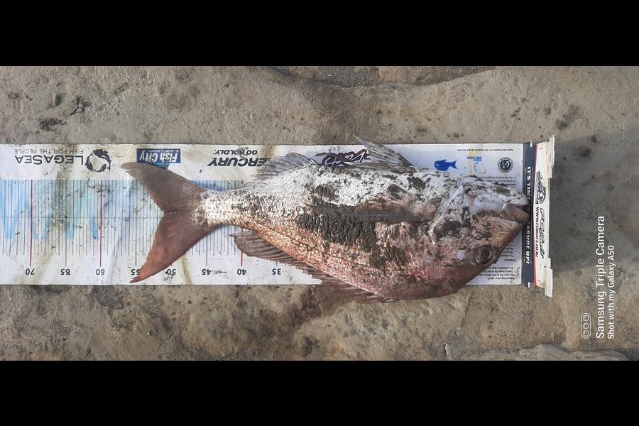 Neil Watene caught this 51.0cm Snapper at East cape during The Export NZ Fishing Competition