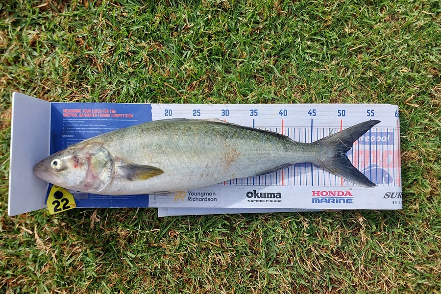 Jason Gray caught this 50.5cm Kahawai at opito bay during The Export NZ Fishing Competition