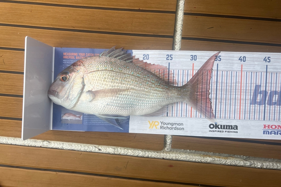 Ethan Palmer caught this 33.0cm Snapper at Bay of Plenty  during The Export NZ Fishing Competition
