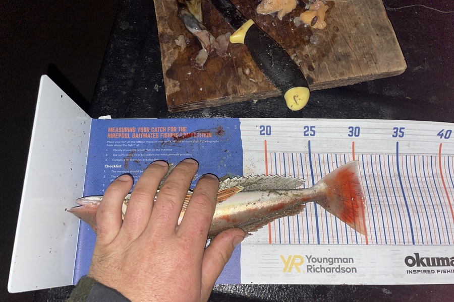 Kieran Daly caught this 30cm Gurnard at Wellington  during The Export NZ Fishing Competition