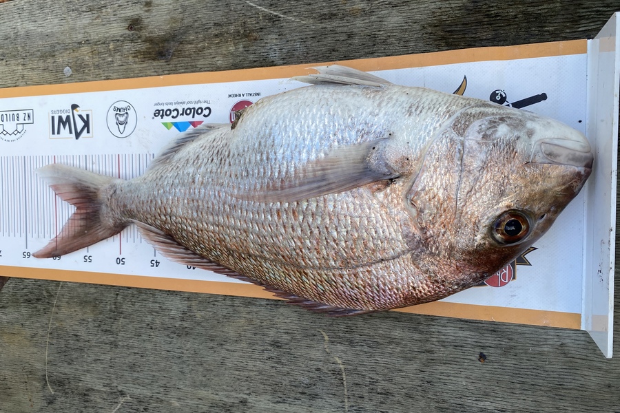 Dale Hemi caught this 56cm Snapper at Palliser bay during The Export NZ Fishing Competition