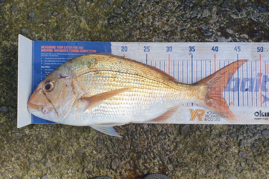 Cody Alexander caught this 41.5cm Snapper at Tauranga  during The Export NZ Fishing Competition