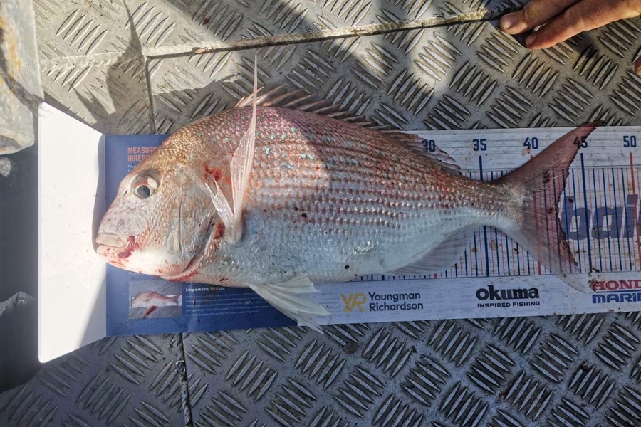 Laura Young caught this 42.0cm Snapper at Tasman bay during The Export NZ Fishing Competition