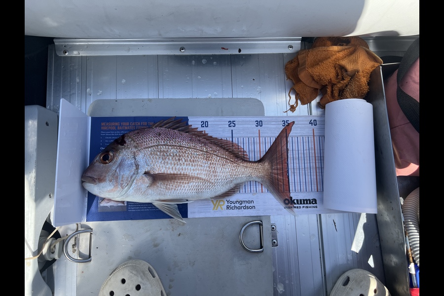 Tola Heng caught this 35.0cm Snapper at Orere point during The Export NZ Fishing Competition