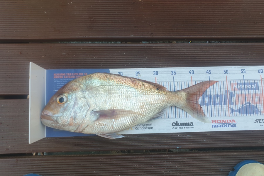 Vini Stevens caught this 41.0cm Snapper at EBOP during The Export NZ Fishing Competition
