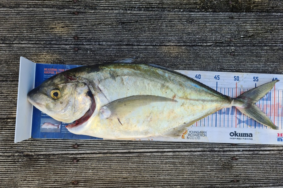 Scott Campbell caught this 54cm Trevally at Wellington harbour during The Export NZ Fishing Competition