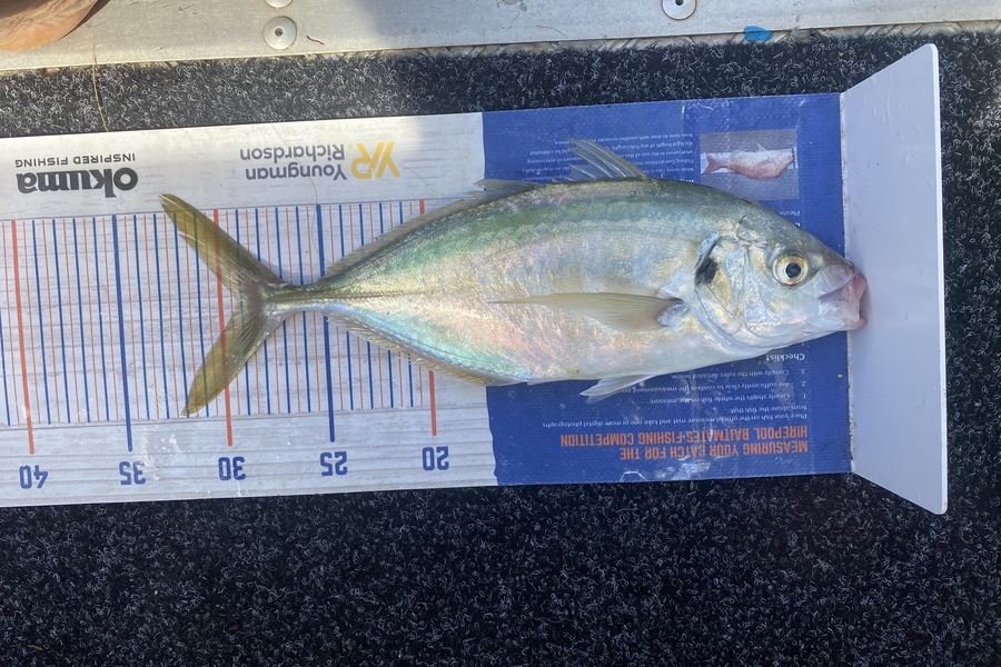 Shane Stanley caught this 29.0cm Trevally at Kawau bay during The Export NZ Fishing Competition