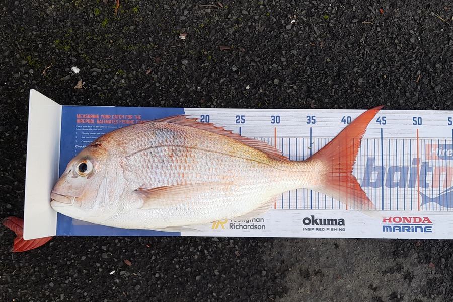 Jaccarl Reihana caught this 40.0cm Snapper at Bream bay during The Export NZ Fishing Competition