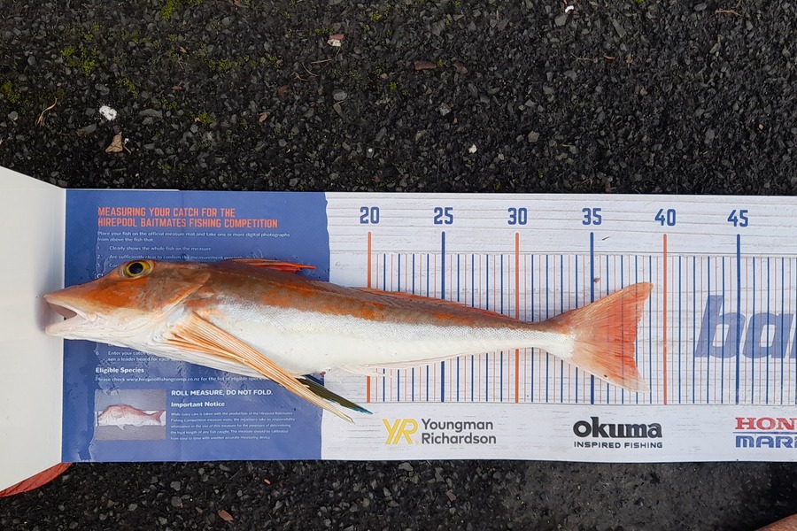 Jaccarl Reihana caught this 37.5cm Gurnard at Bream bay during The Export NZ Fishing Competition