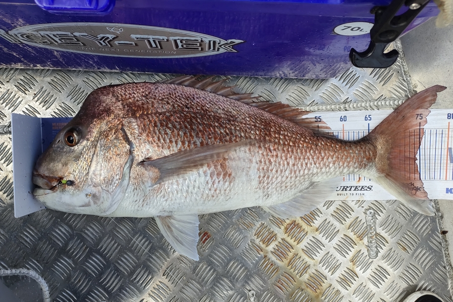 Jeremy Troup caught this 74.5cm Snapper at Waiheke during The Export NZ Fishing Competition