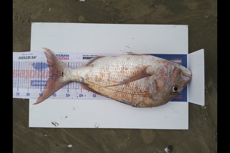 William Samson caught this 52cm Snapper at 90 mile beach during The Export NZ Fishing Competition