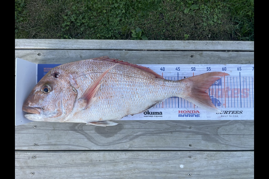 Dan Towgood caught this 53.5cm Snapper at Waikawau Bay during The Export NZ Fishing Competition