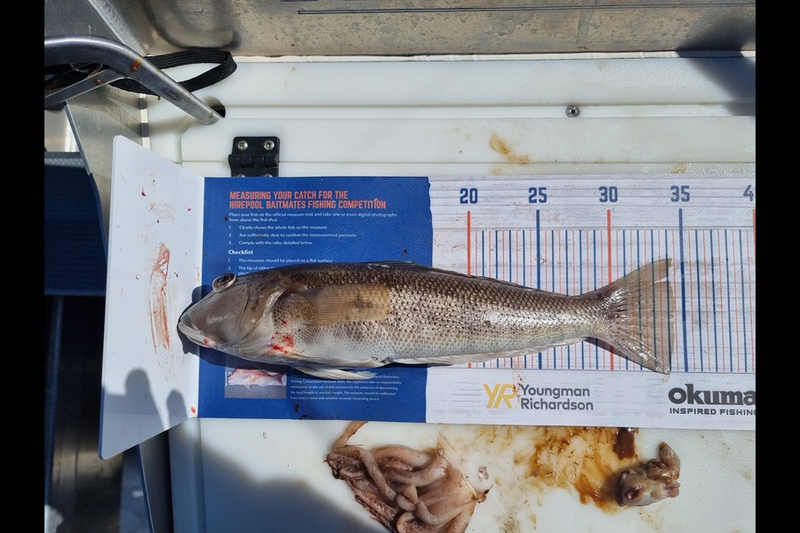 Clinton Gapper caught this 34cm Blue Cod at Tory Channel during The Export NZ Fishing Competition