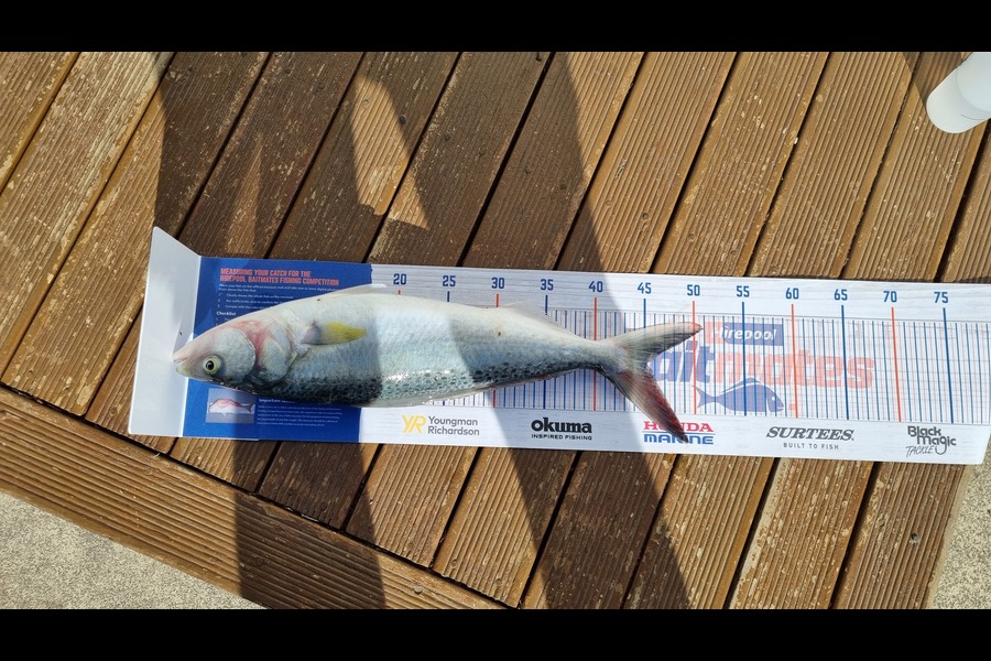 Steve Bryan caught this 45.0cm Kahawai at New Plymouth  during The Export NZ Fishing Competition