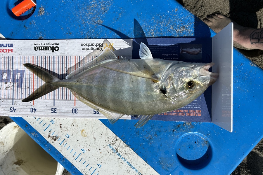 Glen Maj caught this 37.0cm Trevally at Matata during The Export NZ Fishing Competition