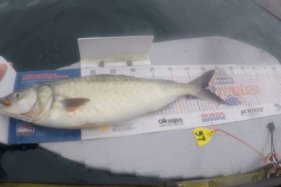 Graeme Duncan caught this 48.0cm Kahawai at Coromandel  during The Export NZ Fishing Competition