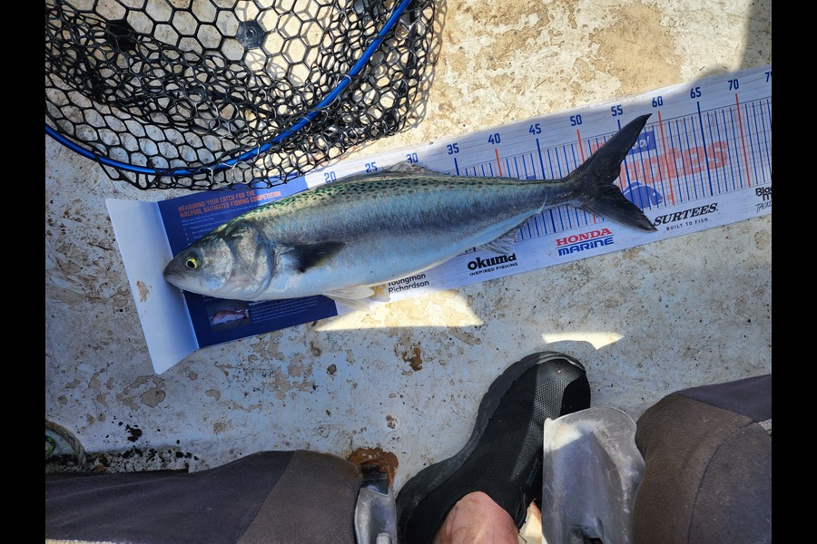 Sean Pleasants caught this 53.0cm Kahawai at Tiri during The Export NZ Fishing Competition