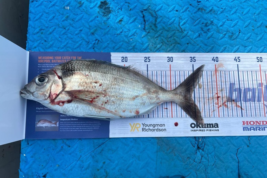 Anthony Winder caught this 34cm Tarakihi at Opotiki during The Export NZ Fishing Competition