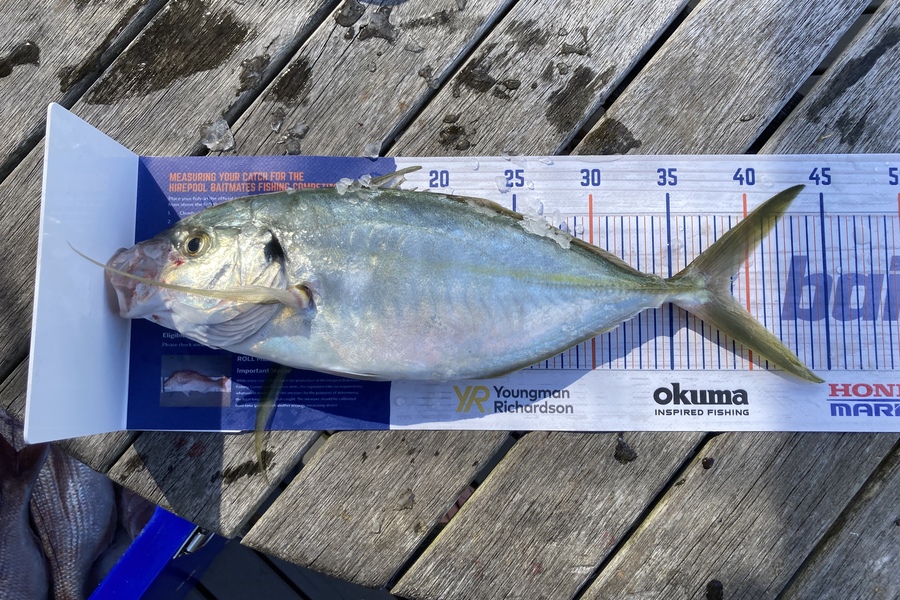 Brent Kale caught this 38cm Trevally at Motiti during The Export NZ Fishing Competition