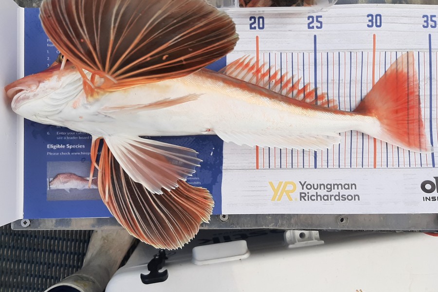 Juergen Boucher caught this 34cm Gurnard at Hawkes Bay during The Export NZ Fishing Competition