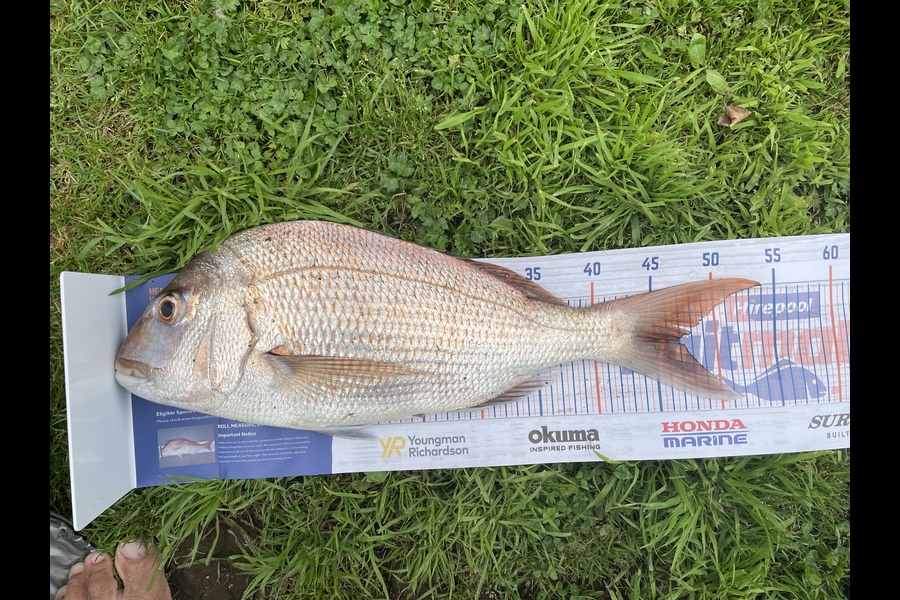 Neil Holmes caught this 47.0cm Snapper at East Auckland estuary  during The Export NZ Fishing Competition