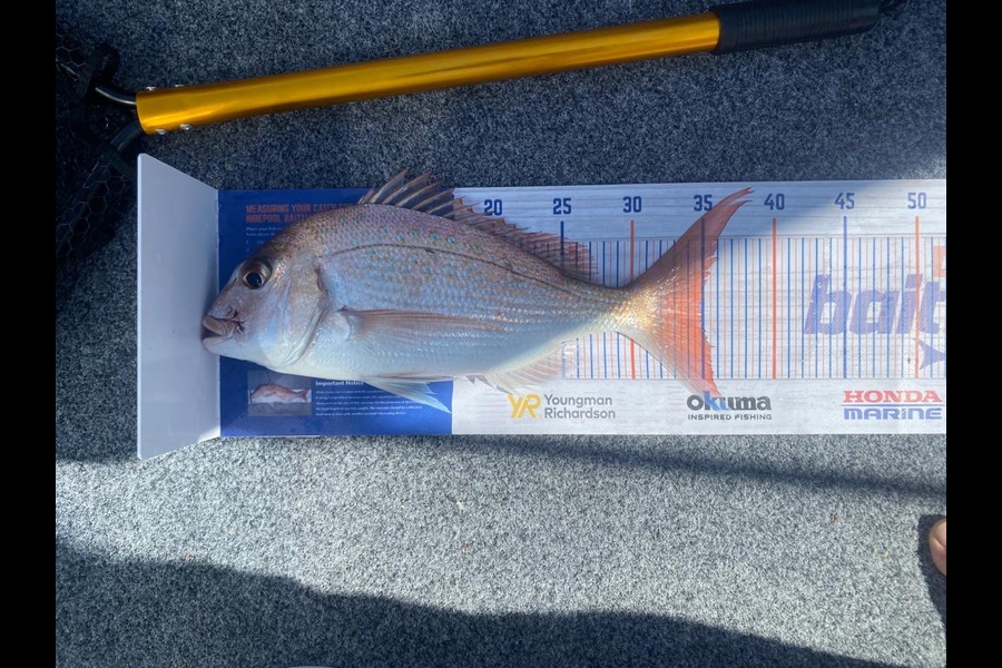 Dewald Steyn caught this 35.0cm Snapper at Tauranga Harbour  during The Export NZ Fishing Competition