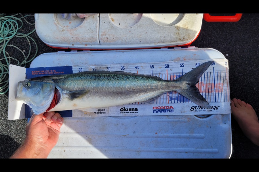 Greg Robinson caught this 59.0cm Kahawai at Firth thames during The Export NZ Fishing Competition