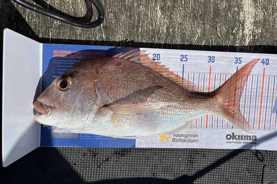 Cory Innes caught this 36.0cm Snapper at Whangaparaoa  during The Export NZ Fishing Competition