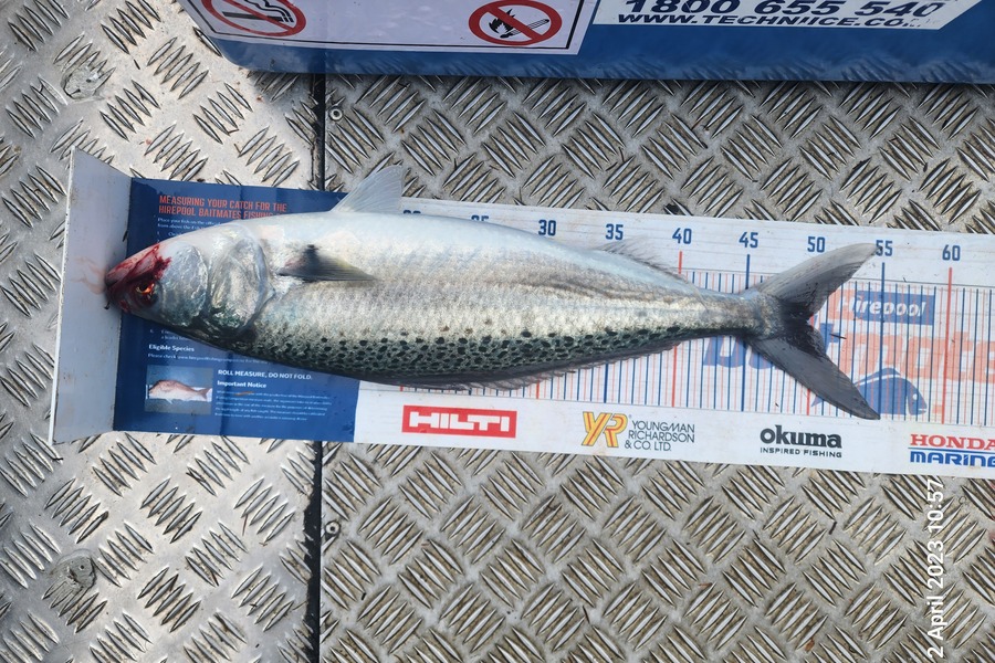 Sarel Joubert caught this 49.5cm Kahawai at Whangarei Harbour during The Export NZ Fishing Competition