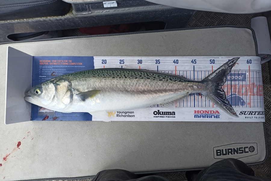 Duncan Pringle caught this 52.5cm Kahawai at Wellington harbour  during The Export NZ Fishing Competition