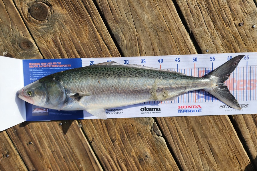 Gwyn Dans caught this 58.0cm Kahawai at Beach Haven during The Export NZ Fishing Competition