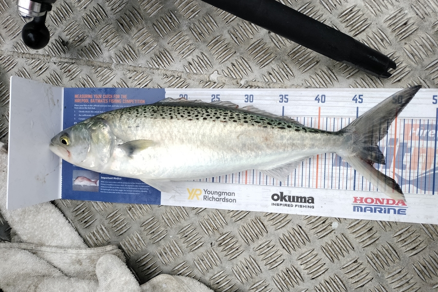 Estella  Carmichael  caught this 47.5cm Kahawai at Napier during The Export NZ Fishing Competition