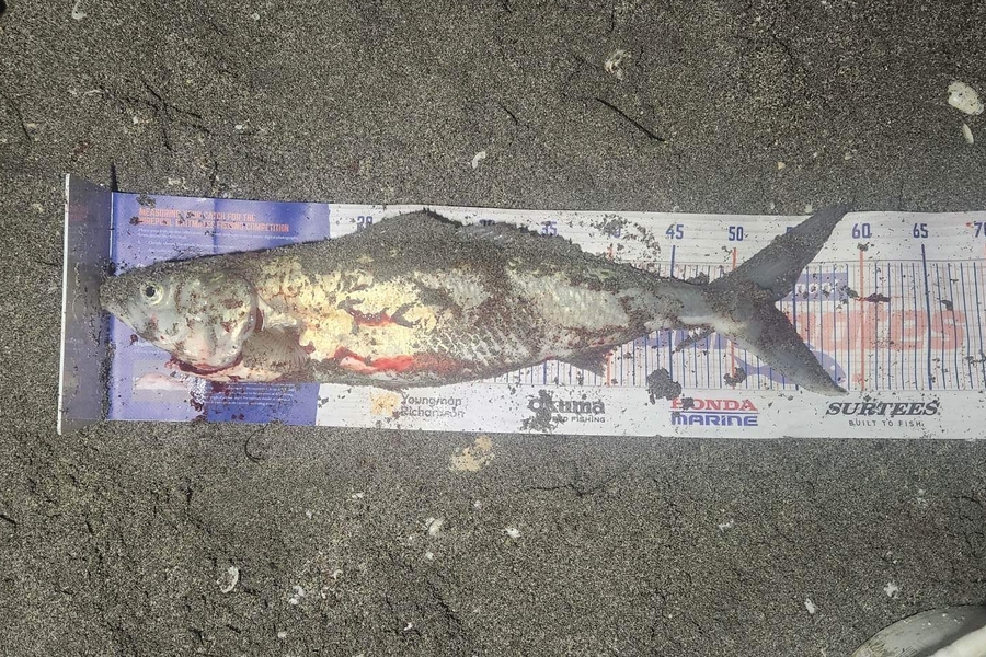 Calum McCracken caught this 53.5cm Kahawai at Whakatane  during The Export NZ Fishing Competition