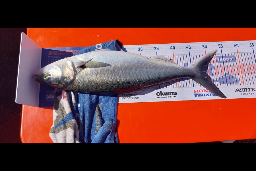 John Mckenzie caught this 49.0cm Kahawai at Waiheke  during The Export NZ Fishing Competition